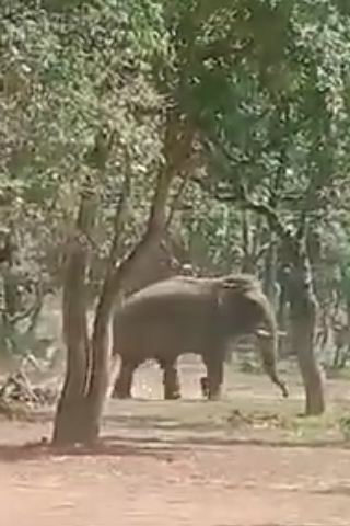 கோவை குற்றாலம் பகுதியில் உணவு தேடி ஆக்ரோஷமாக உலா வந்த ஒற்றைக் காட்டு யானை : பட்டாசு சத்தம் கேட்டு வனப் பகுதிக்குள் சென்றது செல்போன் காட்சிகள் - சுற்றுலா பயணி எடுத்த வீடியோ வைரல் !!!