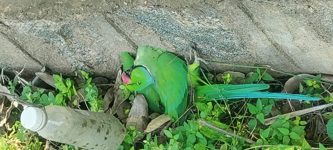 யானைக்கு அமைத்த மின்வெளியில் சிக்கி உயிரிழந்த கிளி - விசாரணையில் வனத் துறையினர்