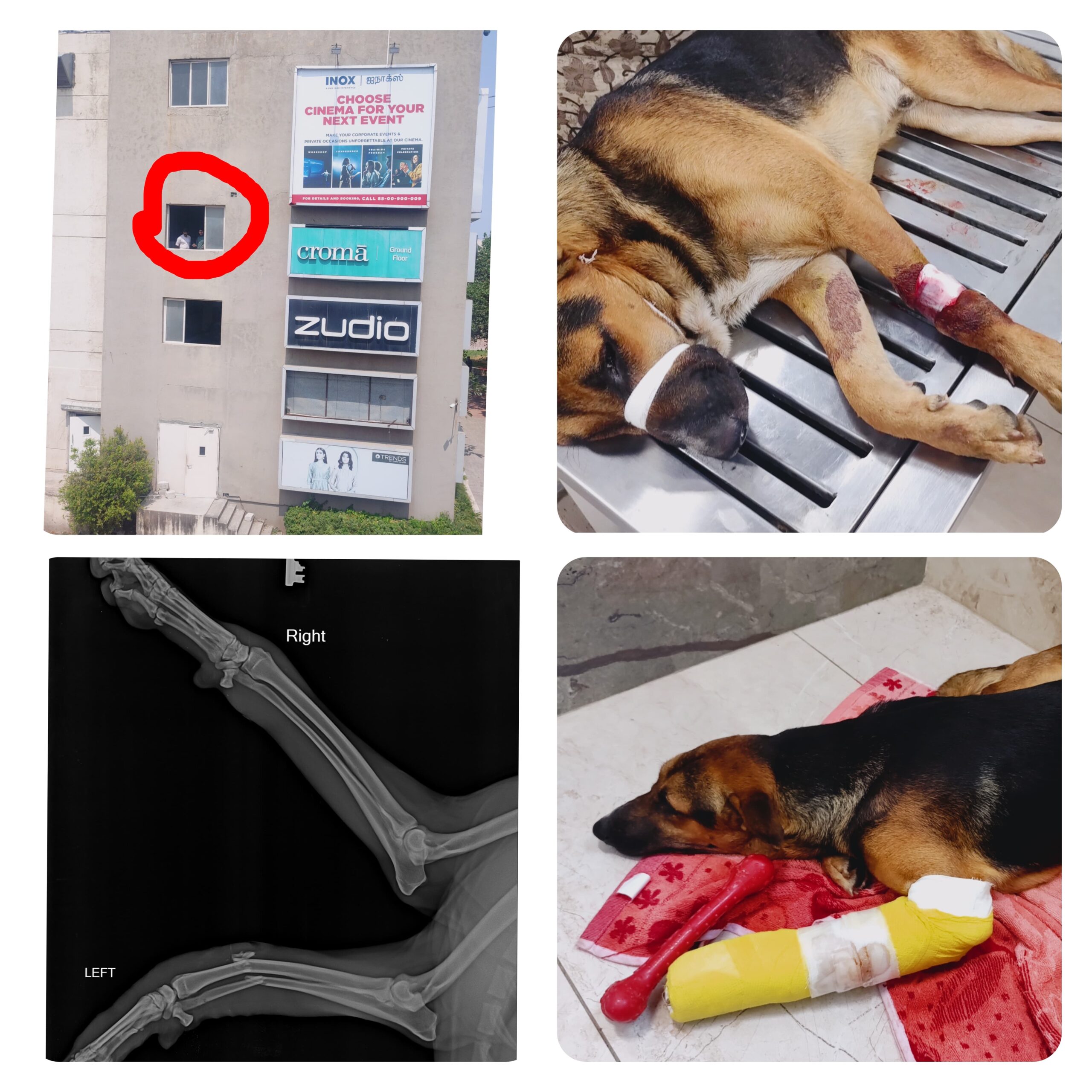 படுகாயம் அடைந்து கால் முறிவு ஏற்பட்ட நாய்க்கு சிகிச்சை !!!