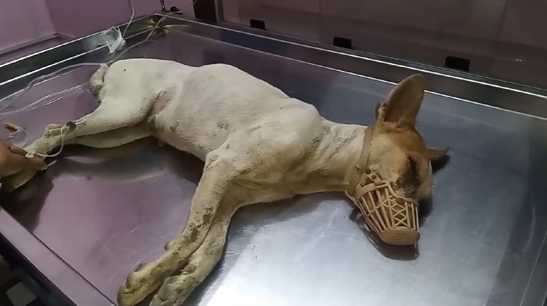 தெருவில் சுற்றி திரிந்த நாய்களுக்கு விஷம் வைத்து கொன்ற குடியிருப்புவாசிகள் - கோவையில் காவல்துறை விசாரணை