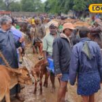 தென்னிந்தியாவின் மிகப்பெரிய மாட்டுச் சந்தை… 200 ஆண்டு பழமை